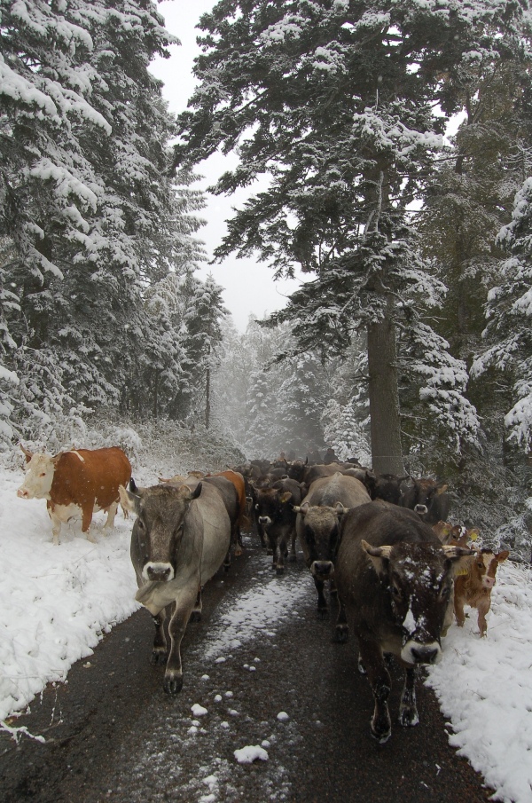 gal/Cloches de collections- Collection bells - Sammlerglocken/Vaches grises.jpg